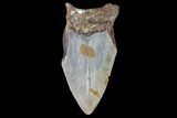 Partial, Megalodon Tooth - North Carolina #91691-1